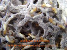 南安市区域白蚁防治灭虫公司欢迎来电