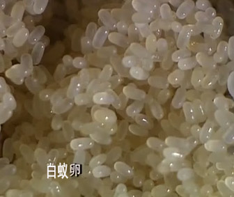 南安:@溪美防治白蚁除虫+科学灭除 白蚁印